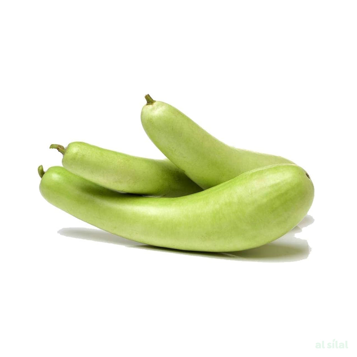 Bottle Gourd - Box