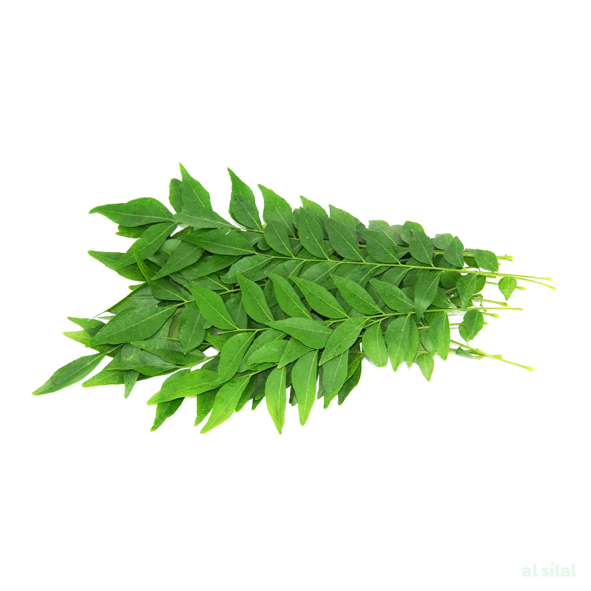 Curry Leaves - 1 Kg