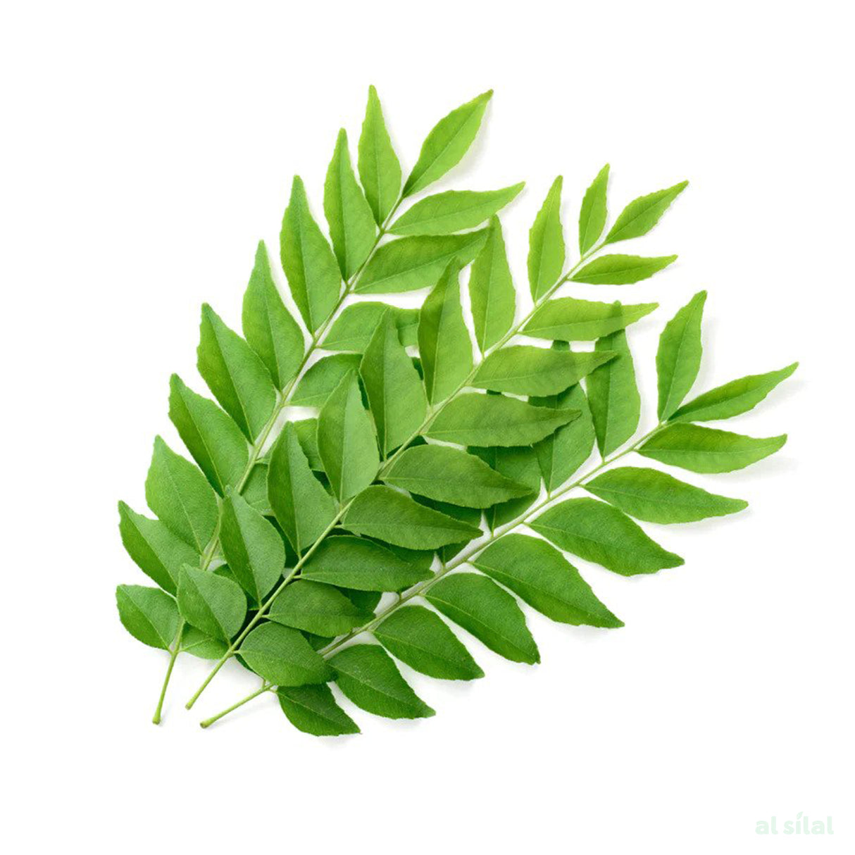 Curry Leaves - 500g
