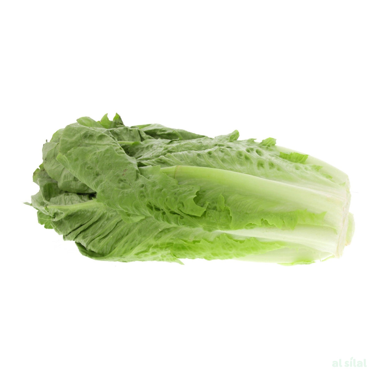 Lettuce - 1 Kg