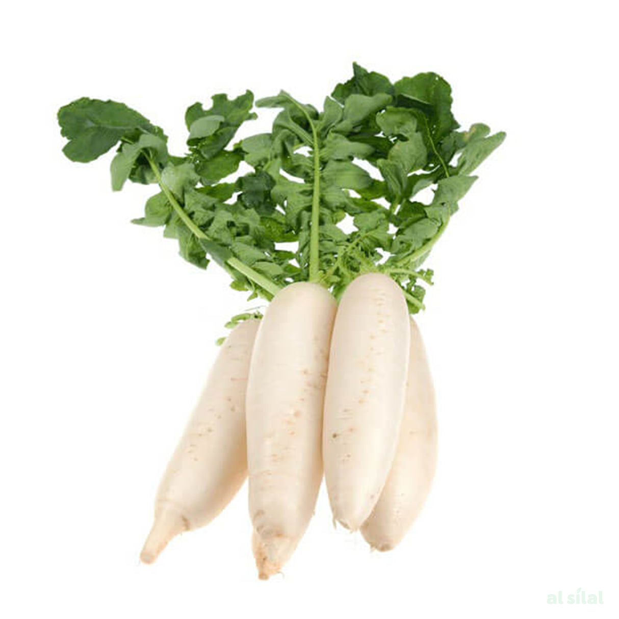 الفجل - 1 كجم