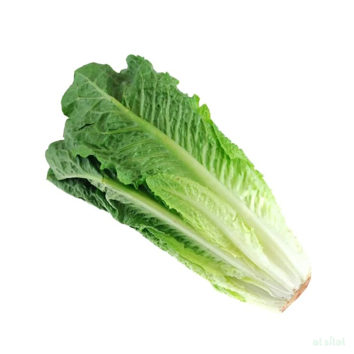 خس - 500 غرام